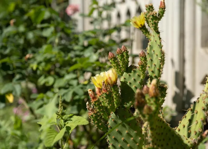 Belinda * بيليك